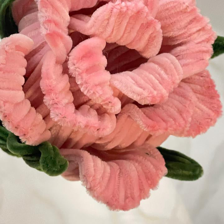 Close-up of a peach pink textured pipe cleaners rose with green leaves on a white background